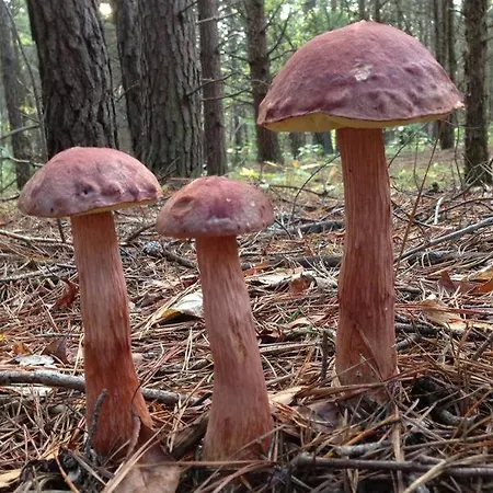 Pod Papugami W Porto