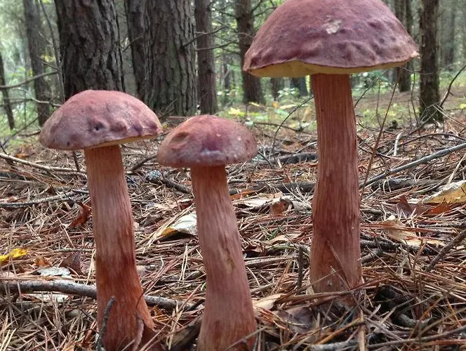 Pod Papugami W Porto